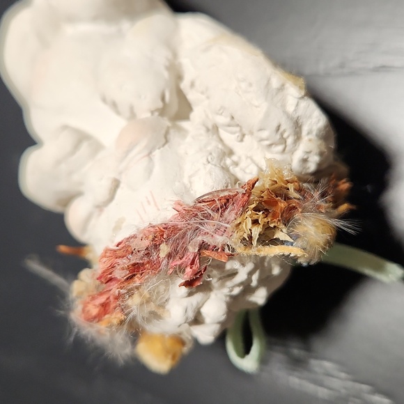 Dreamsicles laying down - Picture 10 of 11